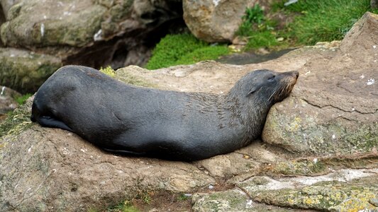 Mammal water creature marine mammals