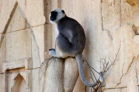 Hanuman-Langur (Semnopithecus), Zoo Hannover