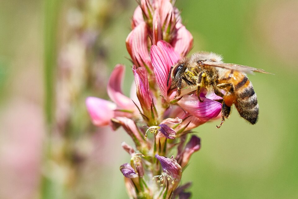 Summer insect blossom photo