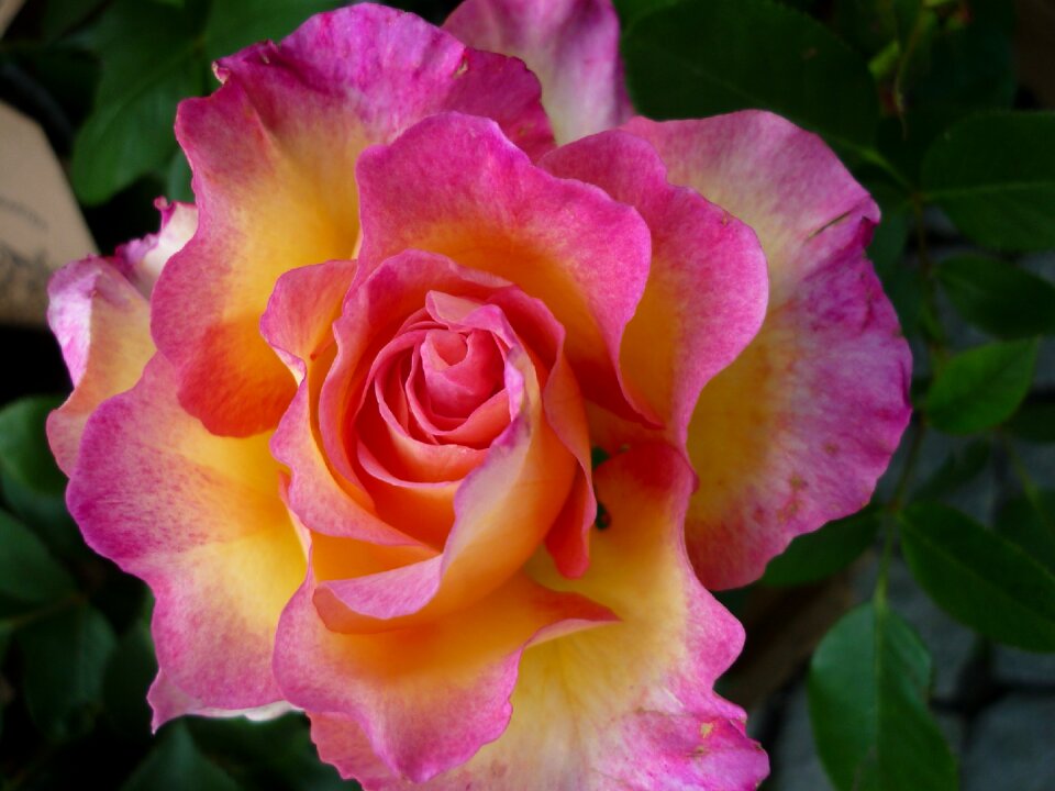 Blossom bloom pink
