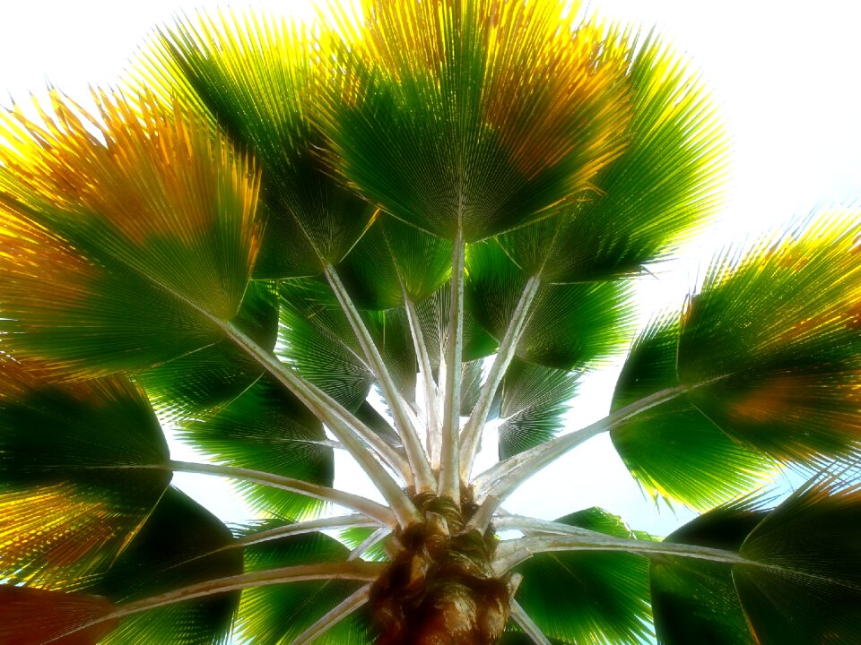 Palm colombian colombia