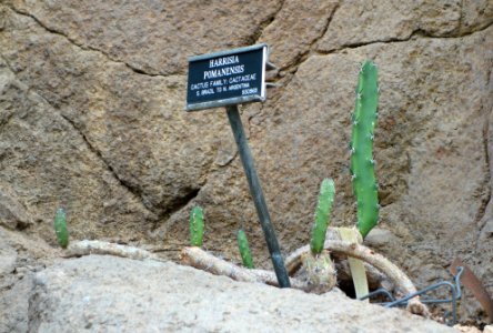Harrisia pomanensis - Brooklyn Botanic Garden - Brooklyn, NY - DSC08074