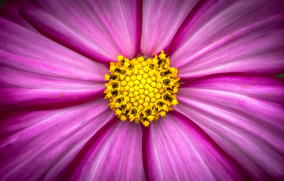 Purple garden beautiful