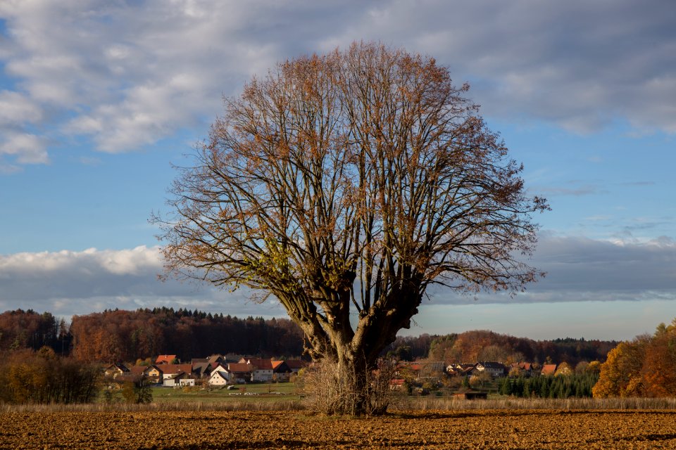 Hansalinde bei Kleingesee 002