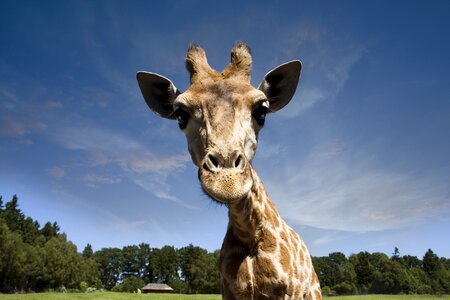 Africa zoo serengeti park