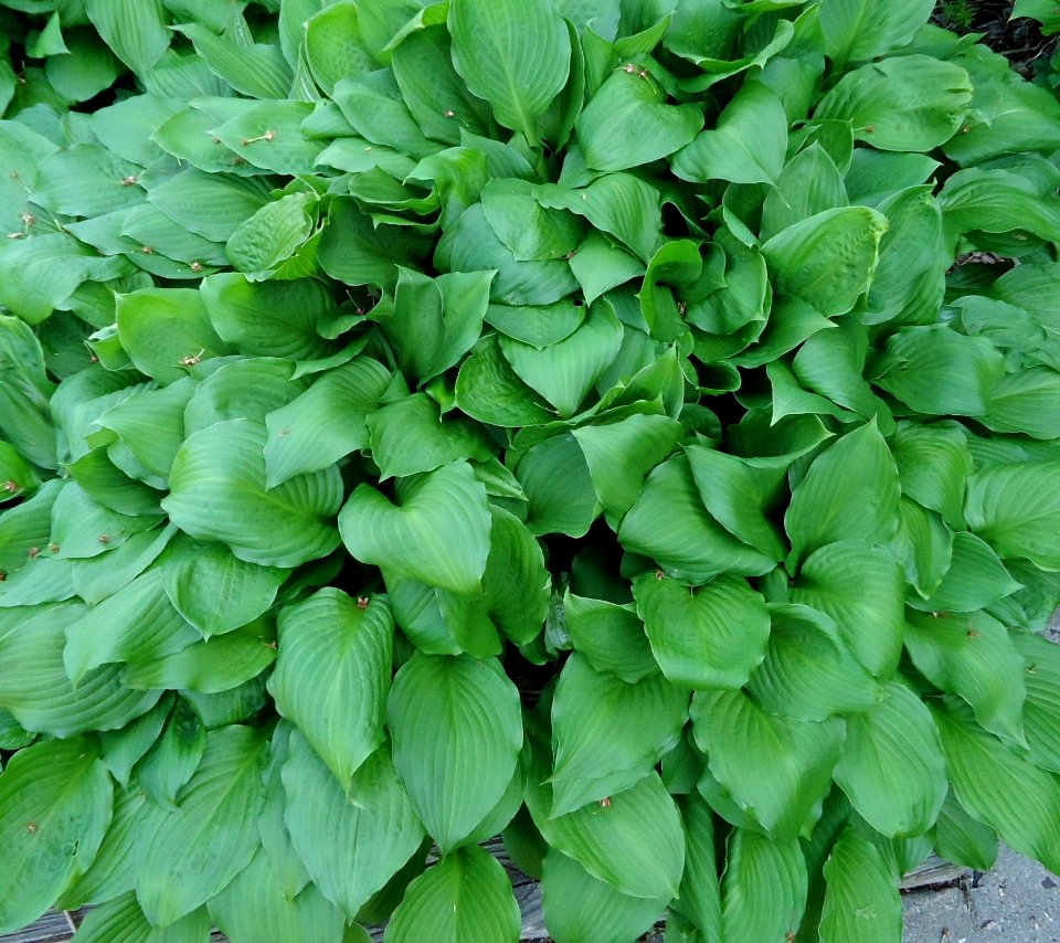 Hasta plant in New Jersey garden