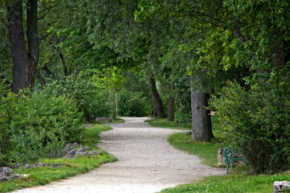 Forest path promenade green