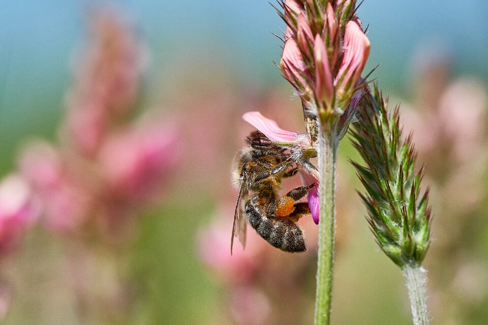 Summer insect blossom photo