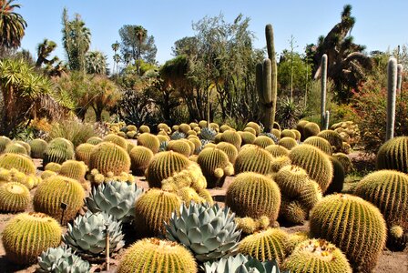 Nature botanical cacti photo