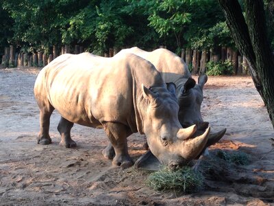 Wildlife nature wild