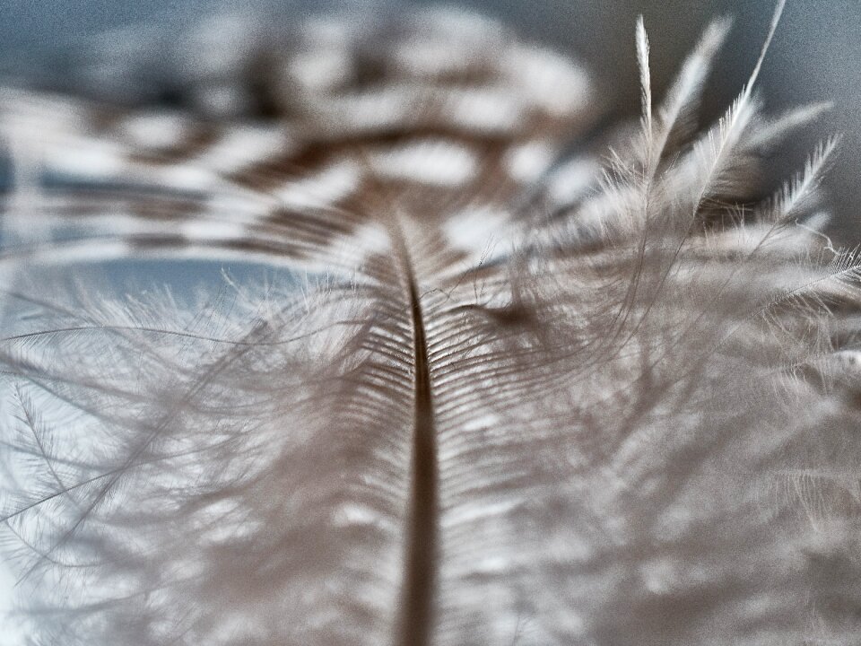Fluffy lightweight nature