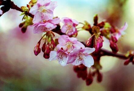 Cherry blossoms wood japan