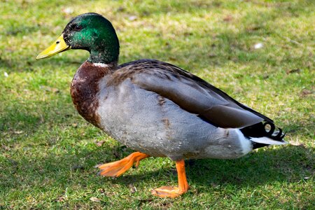 Duck bird bird nature