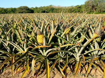 Hawaii fruit field