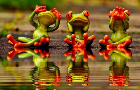 Frogs cute funny