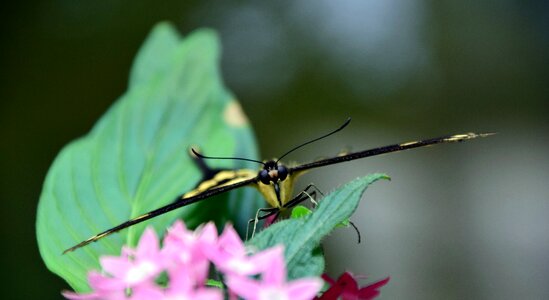 Close up insect butterflies photo