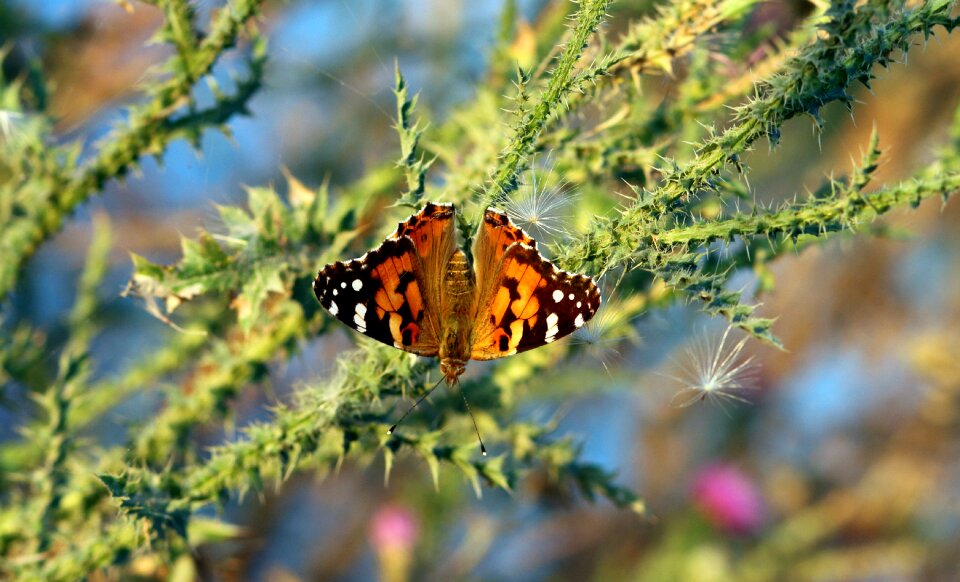Nature wings coloring