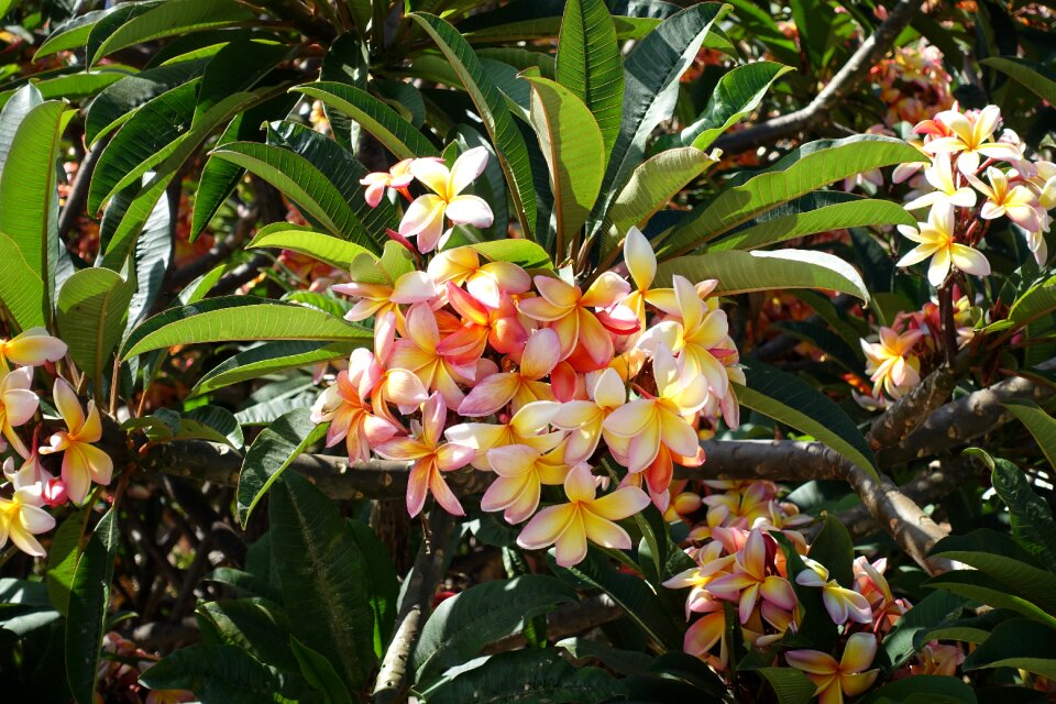 Plants garden spring