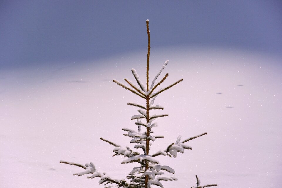 Crown tree fir tree