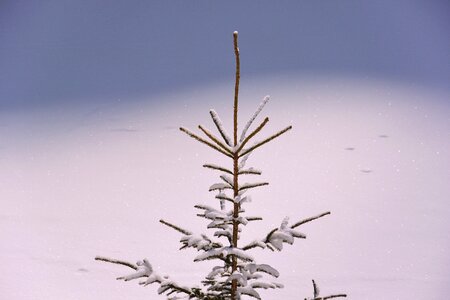 Crown tree fir tree