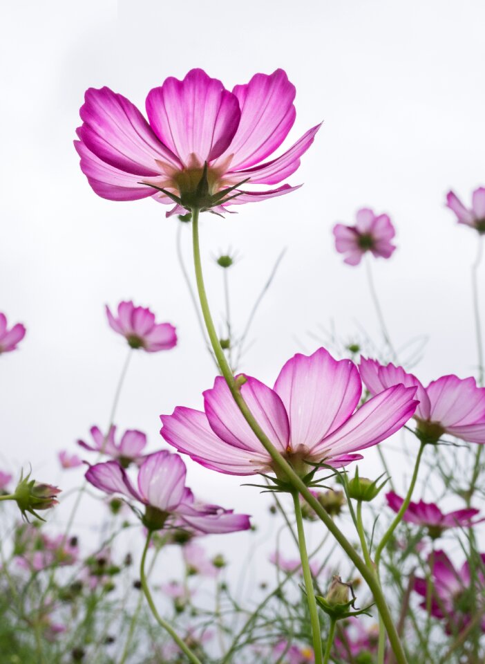 Purple garden beautiful