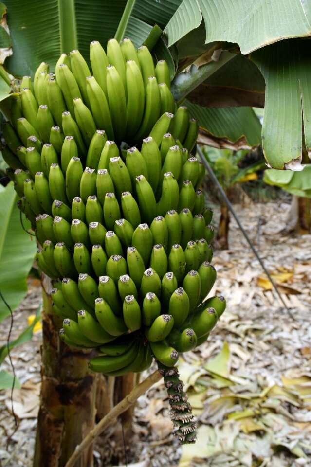 Banana banana plant fruits