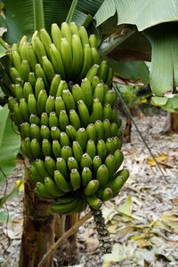 Banana banana plant fruits photo