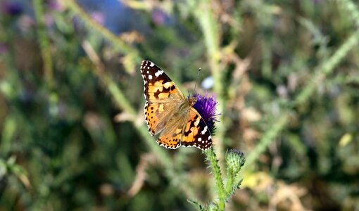 Nature wings coloring