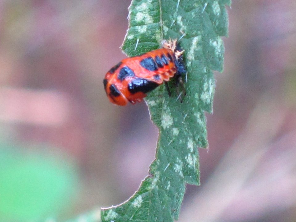 Harmonia axyridis (Harlequin ladybird) pupa, Arnhem, the Netherlands
