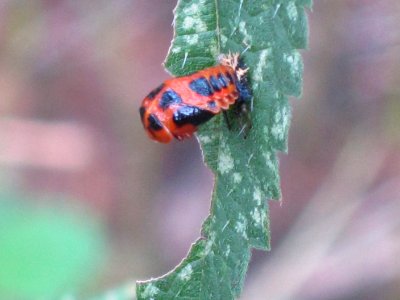 Harmonia axyridis (Harlequin ladybird) pupa, Arnhem, the Netherlands