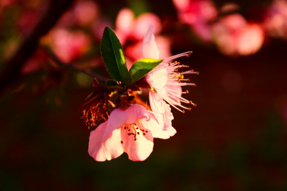 Peach blossom plant spring