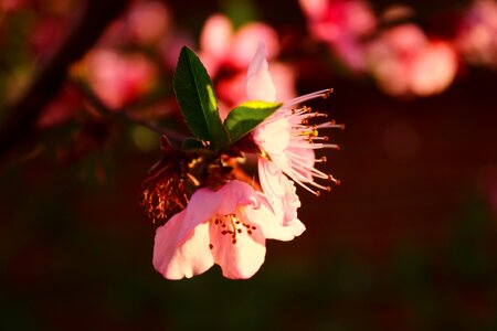 Peach blossom plant spring