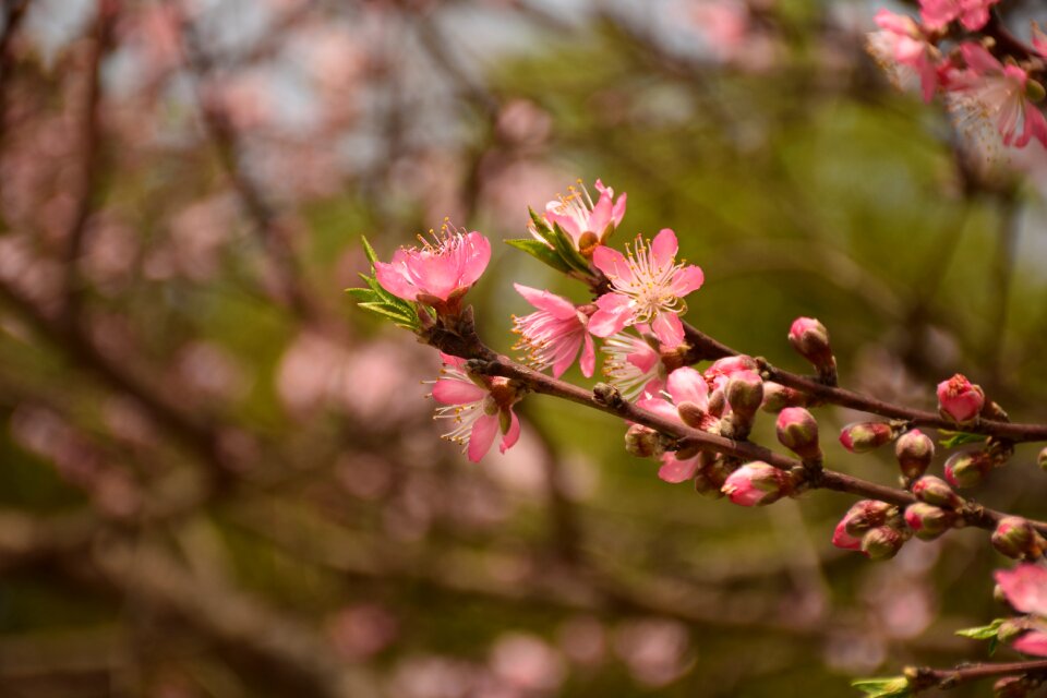 Peach blossom pink spring