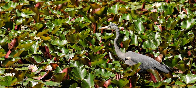 Bird animal grey heron