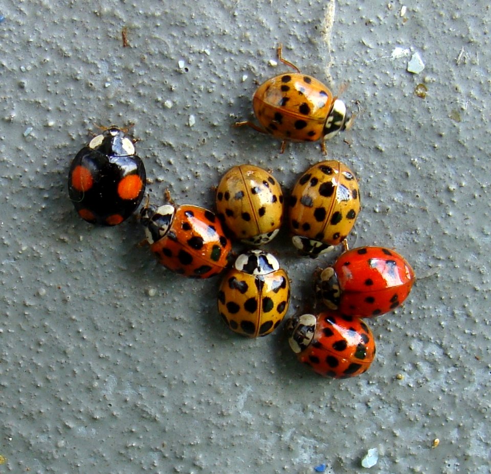 Harmonia axyridis imagines 20090801
