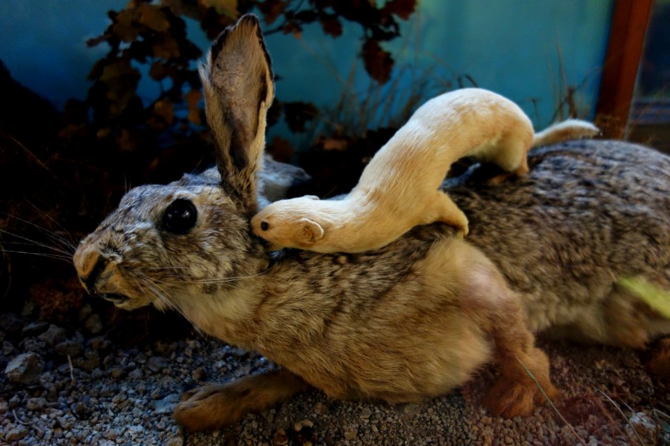 Hare attacked by weasel - Museo Civico di Storia Naturale Giacomo Doria - Genoa, Italy - DSC02620