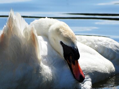 Nature bird water photo