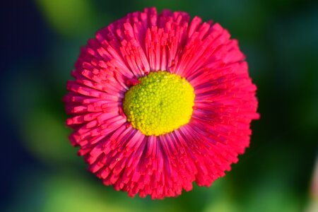 Blossom bloom plant