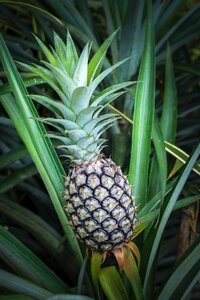 Summer food nature