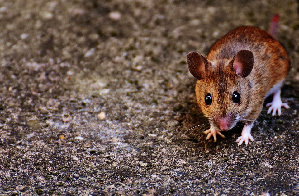 Mammal nager nature