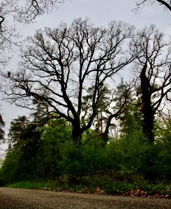 Hardtwald Naturdenkmal 1 Traubeneiche