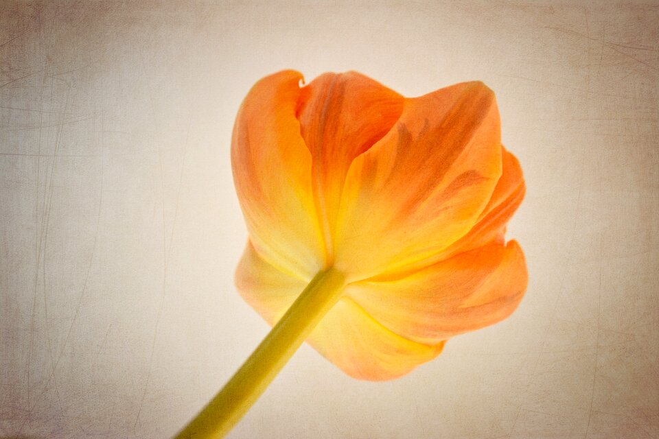 Orange flower orange tulip from the bottom