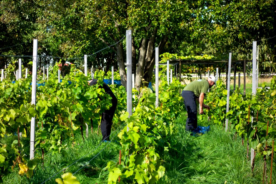 Harvesting grapes in Chateaux Luna vineyard 4