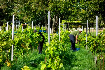 Harvesting grapes in Chateaux Luna vineyard 4