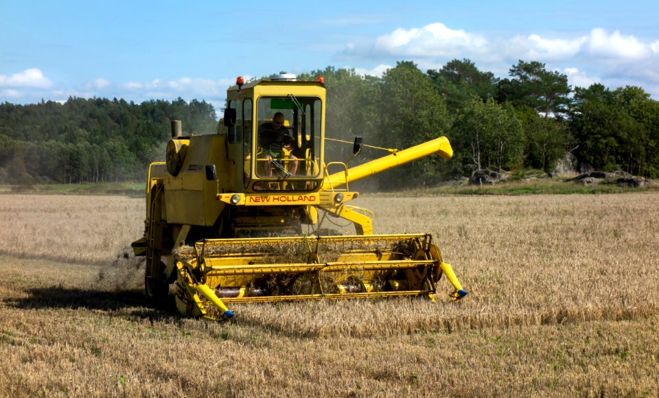 Harvesting oat after the summer of 2018 drought 3