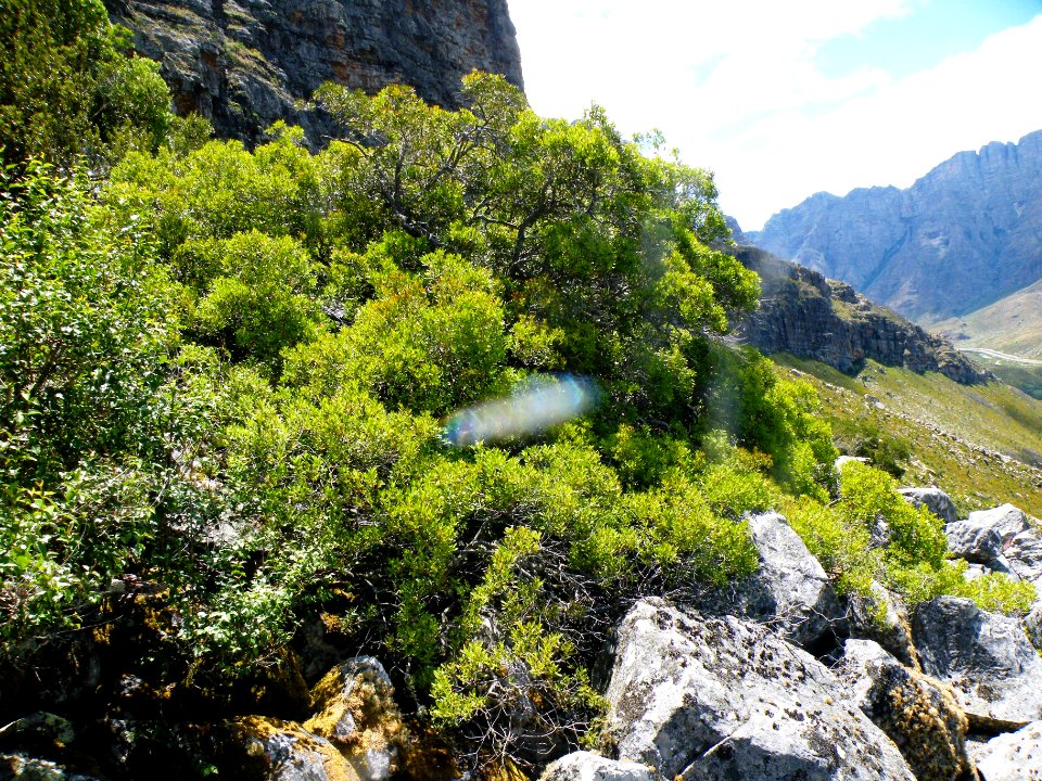 Hartogiella schinoides - Spoonwood tree in Talus scree Rooiberg - South Africa