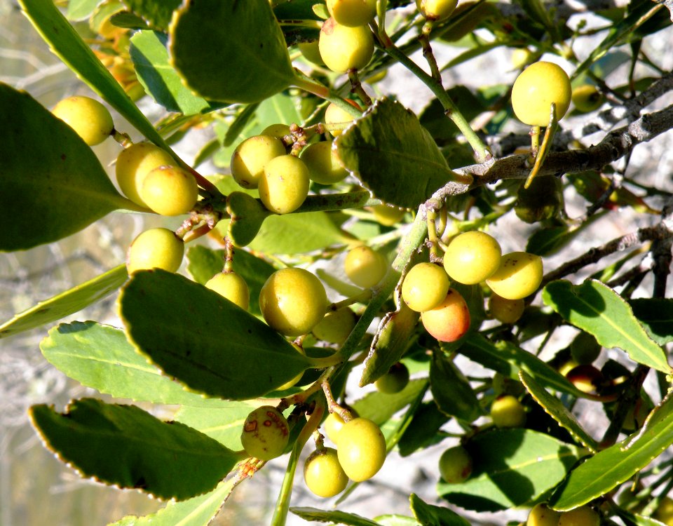 Hartogiella schinoides Spoonwood tree - Cape Town South Africa 3