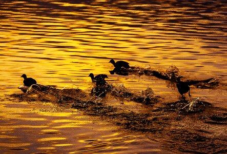 Coot japan sunset