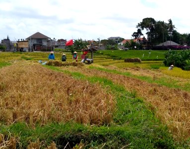 Harvesting rice in Canggu (cropped)