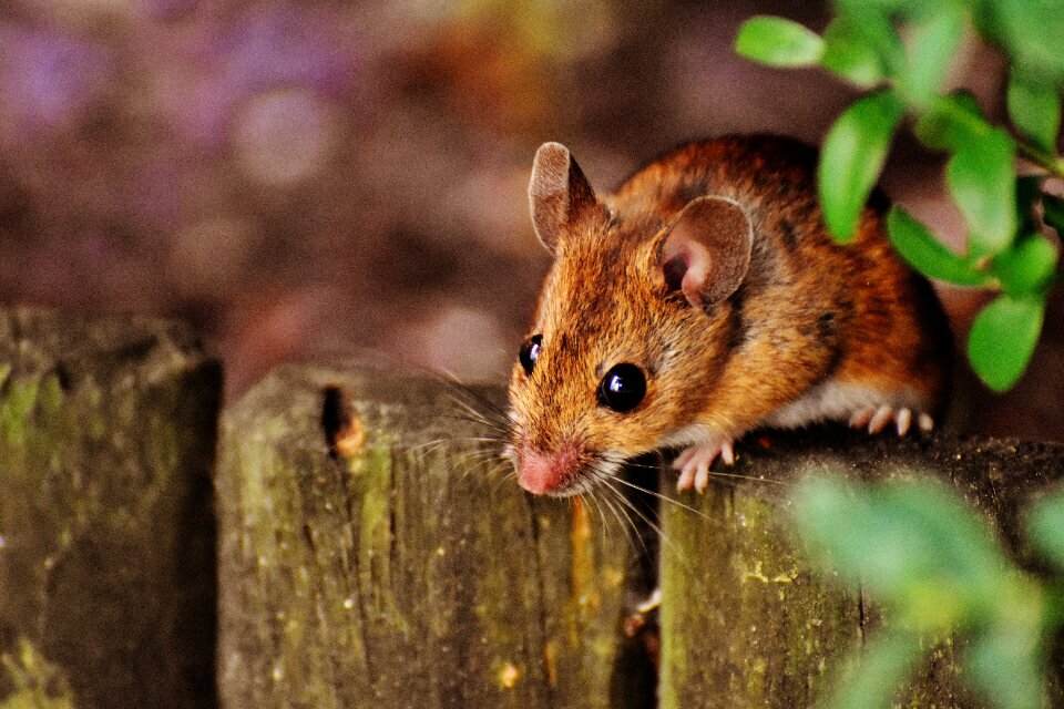 Mammal nager nature